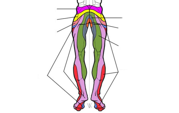 zones of innervation of the lumbar segments